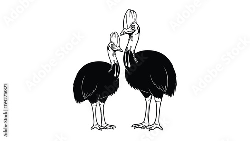 Cassowaries: Two majestic cassowaries stand together, their unique features and striking presence command attention. The graphic depicts them in a moment of quiet connection.