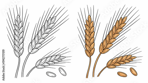 Sets of stylized wheat ears in outline and in warm golden color with loose grains