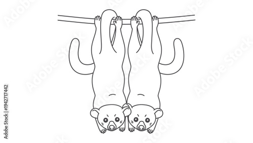 Two Sugar Gliders Hanging Upside Down: A charming black and white line drawing of two adorable sugar gliders clinging to a thin branch, their tails curled and eyes wide with curiosity.