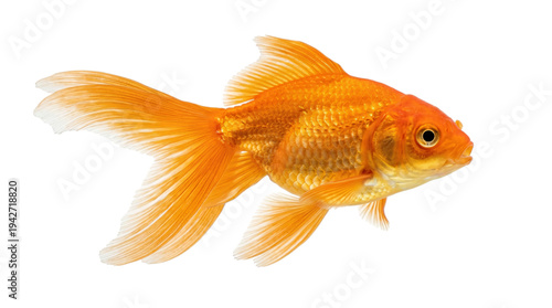 A vibrant orange goldfish with shiny scales isolated on transparent background