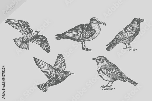 realistic sketch Crow, starling, seagull, robin, falcon, kite in Vintage engraving style. Ink isolated bird set vector illustration.