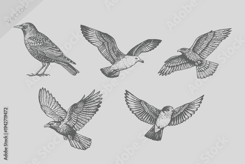 realistic sketch Crow, starling, seagull, robin, falcon, kite in Vintage engraving style. Ink isolated bird set vector illustration.