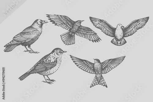 hand-drawn Crow, starling, seagull, robin, falcon, kite bird illustrations in engraved style. Vintage black sketch birds set. old engraving style, monochrome line art