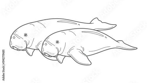 Dugong Duo: A minimalist line drawing showcases two serene dugongs gliding gracefully, evoking the peace of the ocean depths.