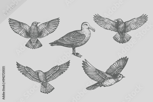 hand-drawn Crow, starling, seagull, robin, falcon, kite bird illustrations in engraved style. Vintage black sketch birds set. old engraving style, monochrome line art