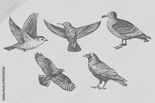 Vintage engraving isolated Crow, starling, seagull, robin, falcon, kite birds illustration ink humming sketch. Ink Beautiful flying birds set sketch
