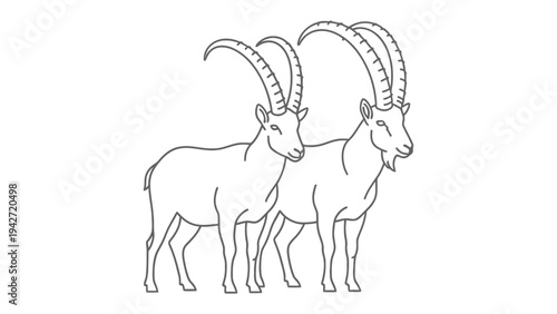 Line Art of Two Ibex: Two majestic ibex stand side by side, their magnificent horns and strong physique. This detailed black and white illustration emphasizes the raw power and natural grace.