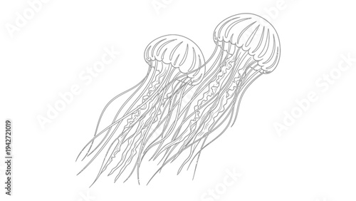 Elegant Jellyfish Duo: Two jellyfish gracefully glide through the ocean's depths, their delicate forms illuminated by the sun's gentle rays. A scene of serenity and natural beauty.