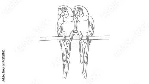 Parrots Together: Two beautifully drawn parrots perched on a branch, their elegant forms and the simplicity of the line art create a timeless and charming visual.