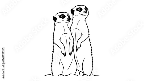 Meerkat Duo's Watchful Gaze: Two meerkats stand upright, vigilantly surveying their surroundings with keen, curious eyes.
