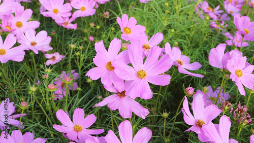 Delightful bunches Mexican Aster or Garden Cosmos blooming in the field