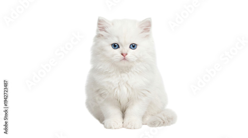 A white cat with blue eyes and pink nose isolated on transparent background