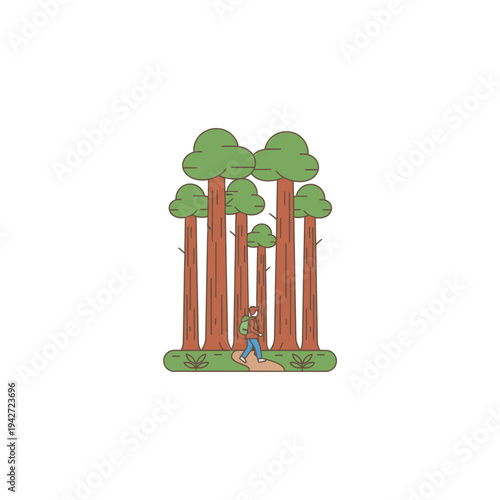 Giant Sequoia Trees with a Person Standing Below.