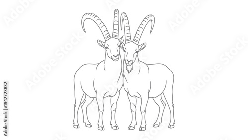 Graceful Ibex in harmony: Two majestic ibex stand proudly together, their magnificent horns interlocked, a symbol of unity and strength. A monochrome image.