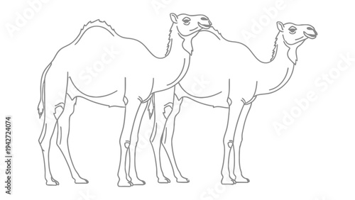 Camel Duo: A minimalist line drawing showcases the elegant forms of two camels, their humps and long necks creating a striking visual narrative. The serene pose suggests a journey through the desert.