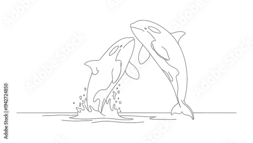 Orcas leaping in Ocean:Two orcas, showcase their incredible aquatic prowess as they breach the water's surface in a captivating display of power and grace.