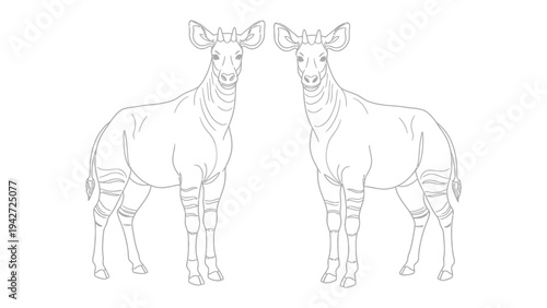 Okapi Illustration: A pair of detailed Okapi drawings are featured in clean lines, ideal for educational or creative endeavors on a crisp background.