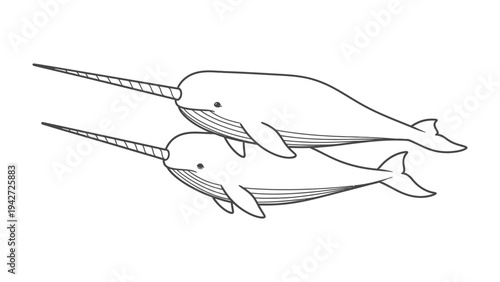 Monochrome Narwhals: A pair of narwhals, creatures of the deep, swim gracefully in this monochromatic illustration, showcasing the elegance of marine life and their distinctive spiral tusks.