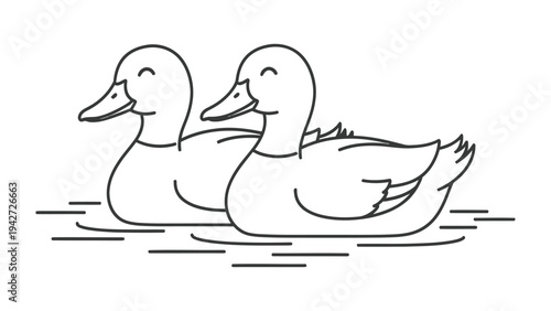 Peaceful Duck Duo: Two adorable ducks are floating peacefully on the water surface, creating a heartwarming scene of aquatic tranquility and harmonious companionship.