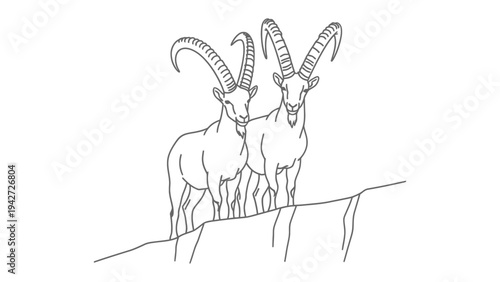 Graceful Peaks: Two ibexes, with impressive curved horns, stand on a rugged mountain ledge, their figures beautifully outlined, exuding an air of untamed spirit.
