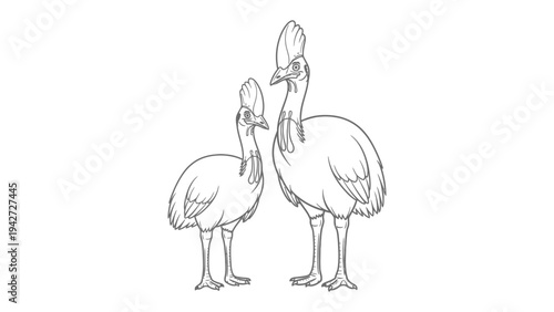 Cassowary Pair Illustration: A detailed black and white illustration of two cassowary birds standing side by side, showcasing their unique appearance. 
