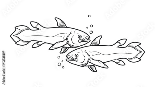 Coelacanth Illustration: A line art illustration of two coelacanth fish swimming side by side, with bubbles rising around them.