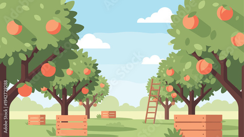 Peach orchard on a sunny day with wooden baskets and ladders