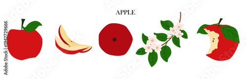 A red apple with whole fruit, a slice, and a branch of apple blossom. A collection of fresh, healthy foods in flat vector style.