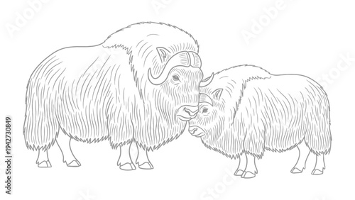 Muskox Family Portrait: An illustrative portrayal of a mother muskox and calf, their forms rendered in intricate detail, standing side by side against a stark background.