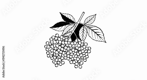 Black and white drawing of elderberry cluster with leaves