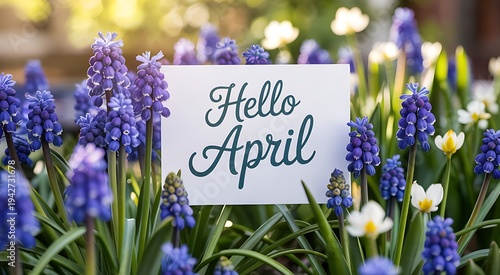 Hello April sign amidst blooming purple grape hyacinths and white flowers in soft spring sunlight, floral springtime celebration and nature