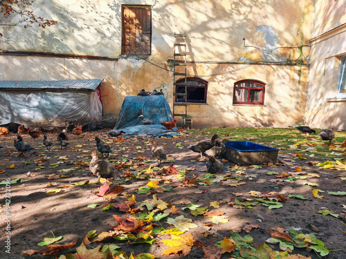 Autumn poultry yard with walks birds