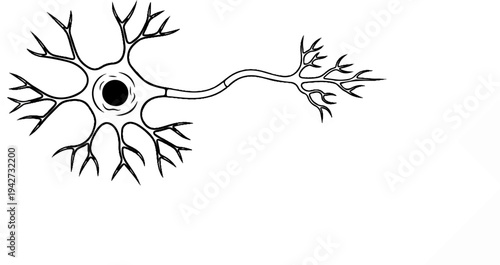 Black and white illustration of a neuron with its cell body, dendrites, and axon