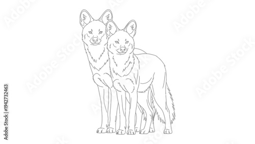 Two Coyotes Illustration: A line art illustration depicts two coyotes standing together, their forms elegantly outlined against a backdrop, exuding a sense of wildness and connection.