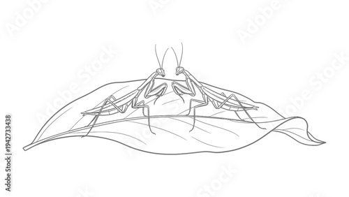 Praying Mantis Sketch on Leaf: A delicate sketch captures two praying mantises facing each other on a leaf, showcasing their unique anatomy and posture with fine lines.