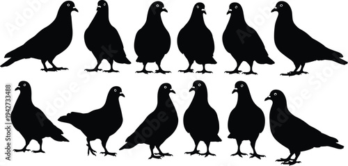 Vector collection of twelve pigeon and dove silhouettes in various standing and walking poses isolated on white background for urban wildlife design
