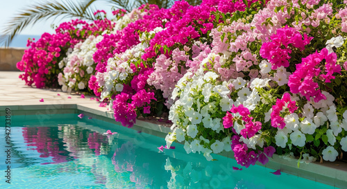 vibrant flowers by pool, colorful bougainvillea