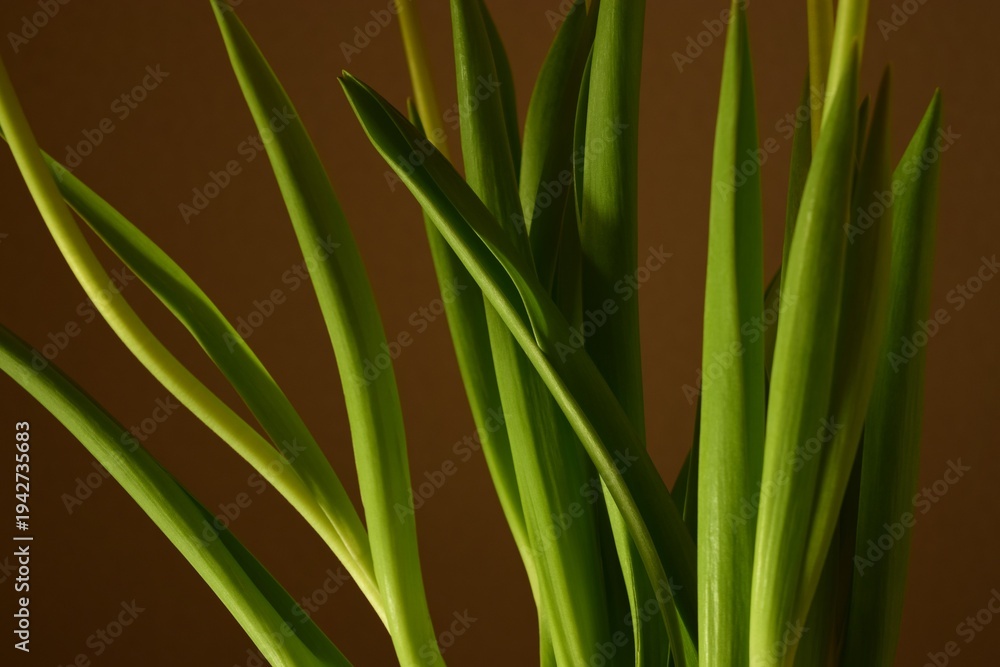 Obraz premium Background with green leaves. Close-up of long green leaves of tulip flowers