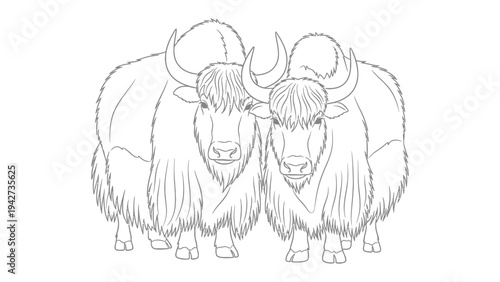 Majestic Yak Pair in Monochrome: A detailed, monochrome illustration of two yak, showcasing their shaggy coats, impressive horns, and powerful build.