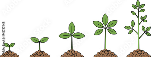 Flat vector illustration showing the stages of plant growth from a small sprout in soil to a maturing leafy green sapling for nature and business development.