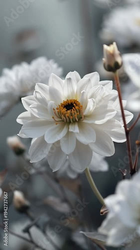 Elegant white dahlia flower in full bloom against a muted grey background