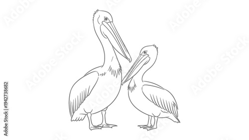 Graceful Pelicans Illustration: Two majestic pelicans stand together, their elegant forms meticulously illustrated with fine lines, their presence a serene display of avian grace.