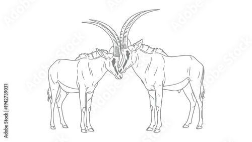 Sable Antelope Display: Intricate line art depicts two sable antelope, their elegant horns touching in a display of strength and connection, isolated and set against a crisp background. 