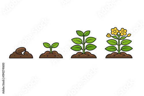 Illustrated plant growth stages from seed in soil to sprouting seedling, leafy young plant, and flowering mature plant in a simple sequence