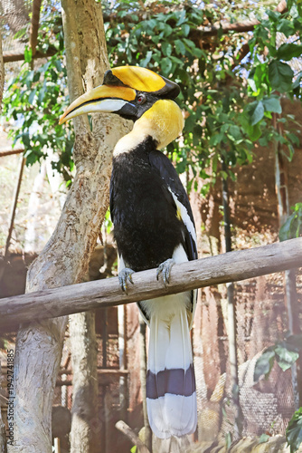 Great Hornbill, Male with Striking Casque Perching Quietly in the Sunlight