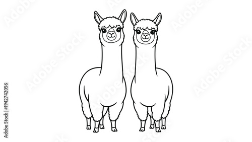 Elegant Alpaca Duo: A serene pair of alpacas stand facing forward, embodying simplicity and charm in this black-and-white image, focusing on their unique features and gentle nature.