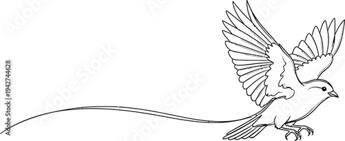 A bird in flight with spread wings and long tail feathers