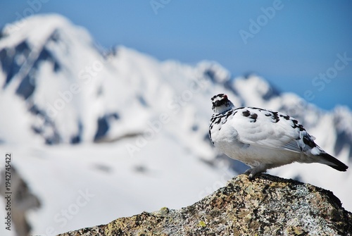 Slika na platnu 立山縦走路から望むライチョウ（Rock ptarmigan）