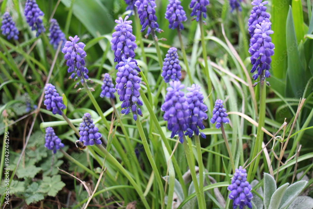 Obraz premium blue flowers in the garden, Muscari d'Arménie, Jacinthe à grappes, Muscari armeniacum