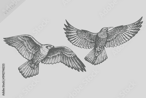 hand-drawn kite bird vector illustration. kite in engraved style. Vintage black sketch kite bird set. old engraving style, monochrome line art